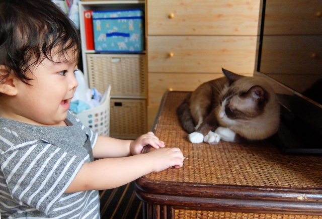 赤ちゃんたちのイタズラやハプニングの映像でほのぼのとする のんびり探偵の事件簿