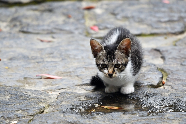 jikenbo rougoshikin roboad katteni saitekika