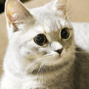 ルナ