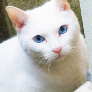みるく