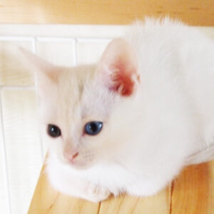 ひめ