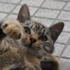 赤ちゃんたちのイタズラやハプニングの映像でほのぼのとする