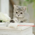 ロボアドバイザーは初心者であまり詳しくない女性にも大人気