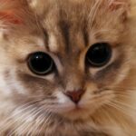 ほったらかしができるロボアドバイザーは独身女性の味方かも