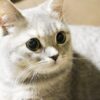 女性の一人暮らしを満喫するためにもロボアドバイザーを活用