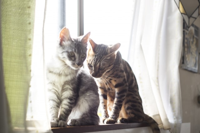 【桑田佳祐】他のアーティストが歌う名曲を楽しむ のんびり探偵の事件簿