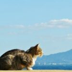 【サザンオールスターズ】ベストアルバムを楽しむ