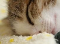 【竹内まりや】ベスト盤で懐かしの名曲を楽しもう