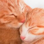 【特化型ASP＆サポートサービス】アフィリエイト生活探求