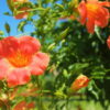 夏の光に照らされて咲くオレンジ色ののうぜんかつらの花｜懐かしい情景が静かによみがえる、やさしい記憶のイメージ写真