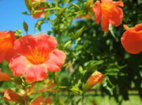 夏の光に照らされて咲くオレンジ色ののうぜんかつらの花｜懐かしい情景が静かによみがえる、やさしい記憶のイメージ写真
